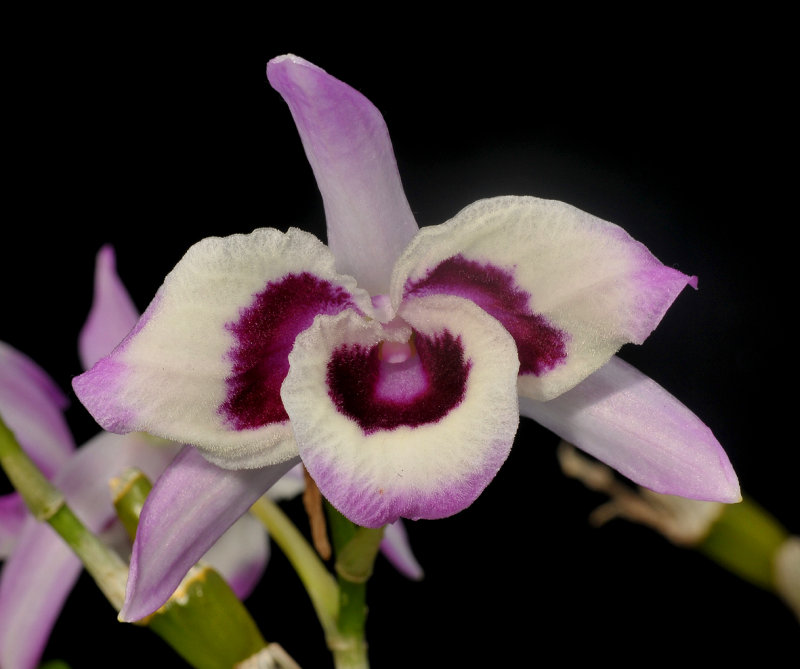 Dendrobium nobile. Mutant.