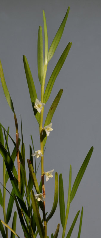 Dendrobium piestocaulon. Closer.