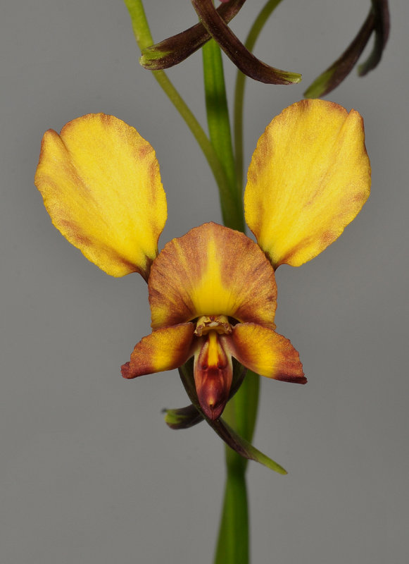 Diuris corymbosa. Close-up.