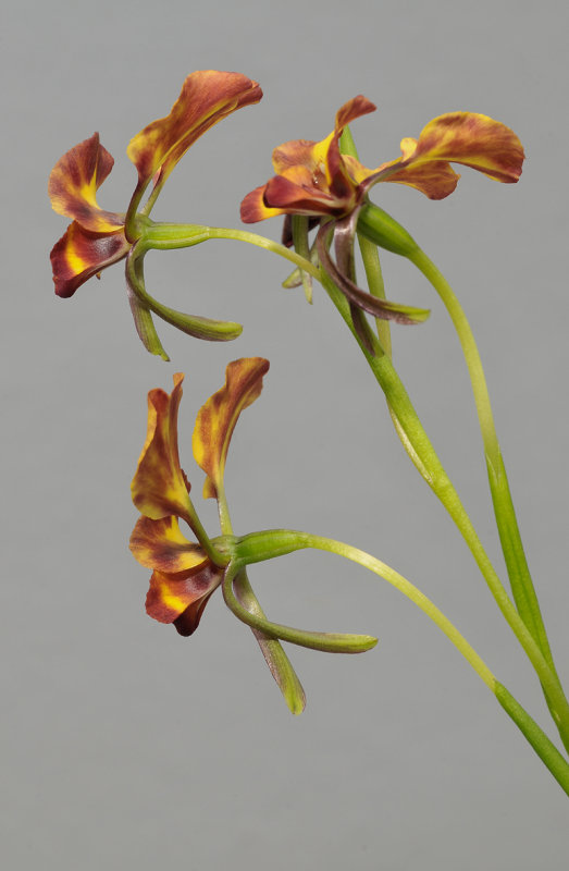 Diuris corymbosa. Closer side.