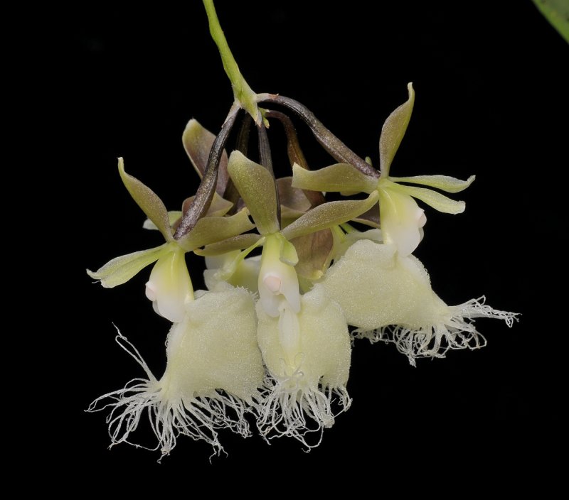 Epidendrum ilense. Close-up.