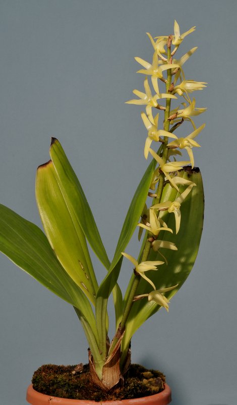 Eria javanica