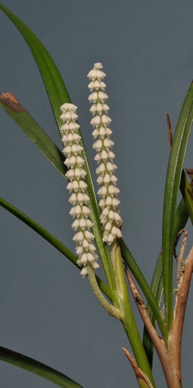 Ascidieria longifolia. Closer.