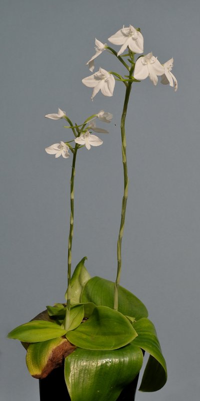 Habenaria lindleyana