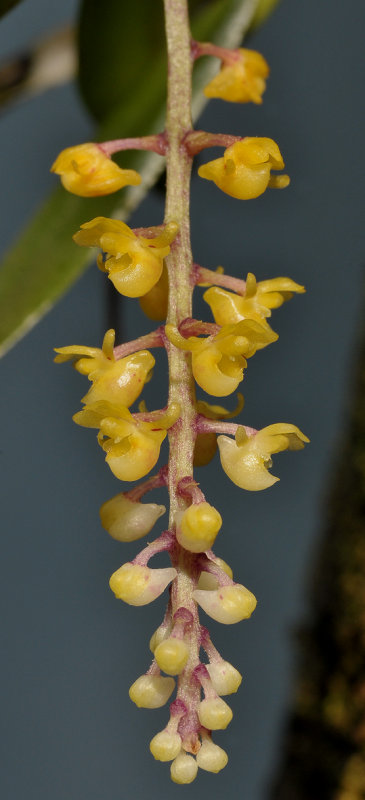 Malleola bicruris. Closer.