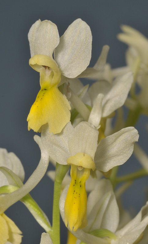 Orchis pauciflora. Close-up.