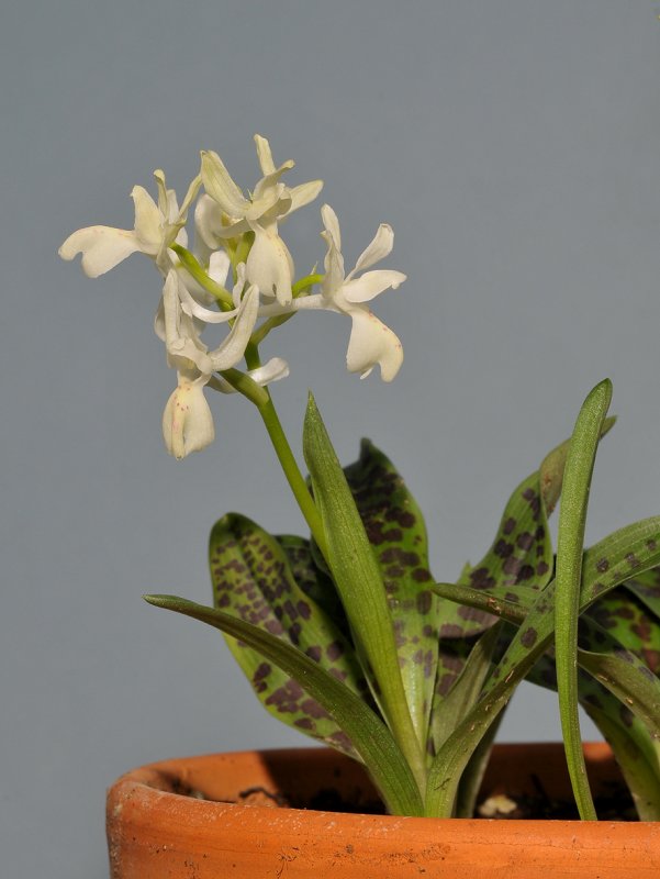 Orchis provincialis
