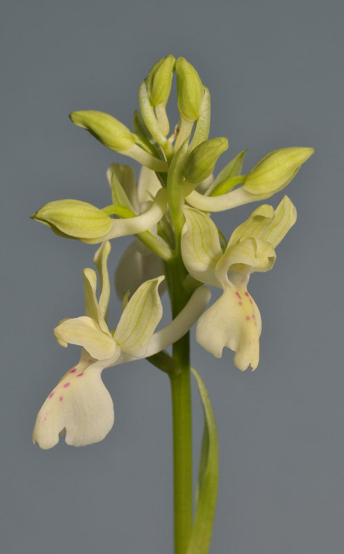 Orchis provincialis. Closer.