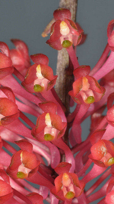 Robiquetia sp. Close-up.