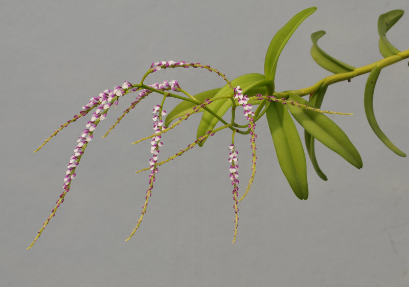 Schoenorchis gemmata. Closer.