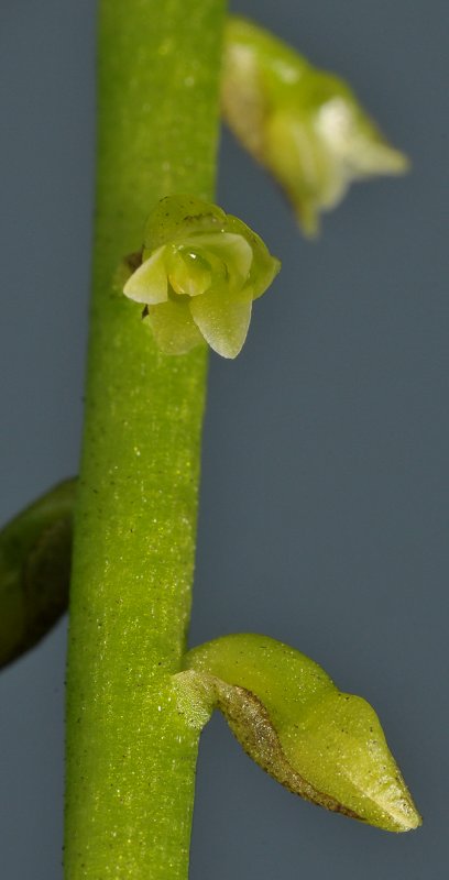 Thelasis sp. Close-up.