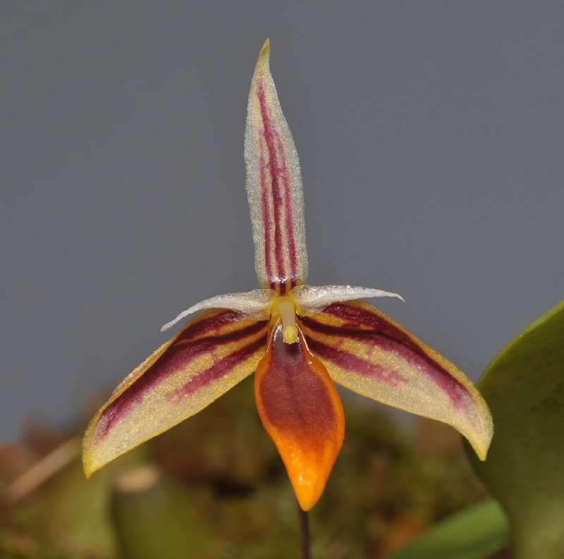 Bulbophyllum mystax. Close-up.