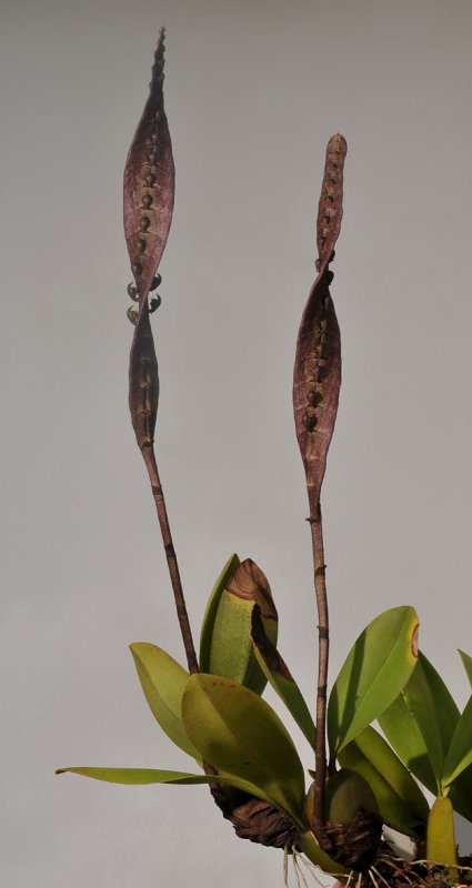 Bulbophyllum purpureorhachis