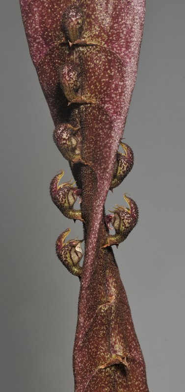 Bulbophyllum purpureorachis. Closer.