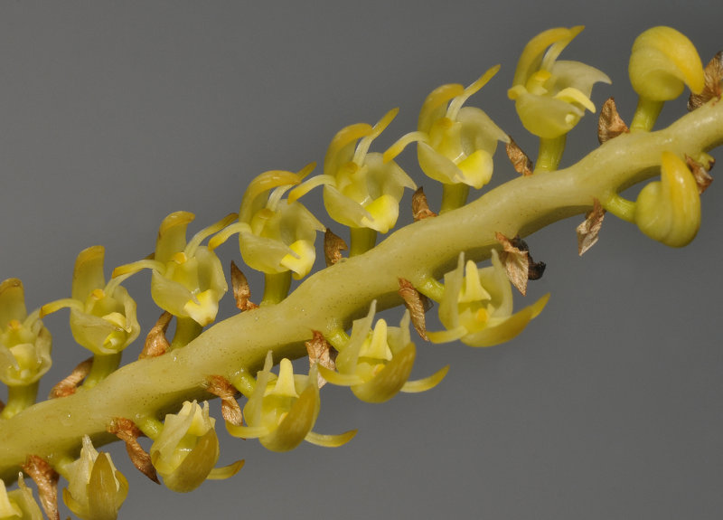 Bulbophyllum scaberulum. Closer.