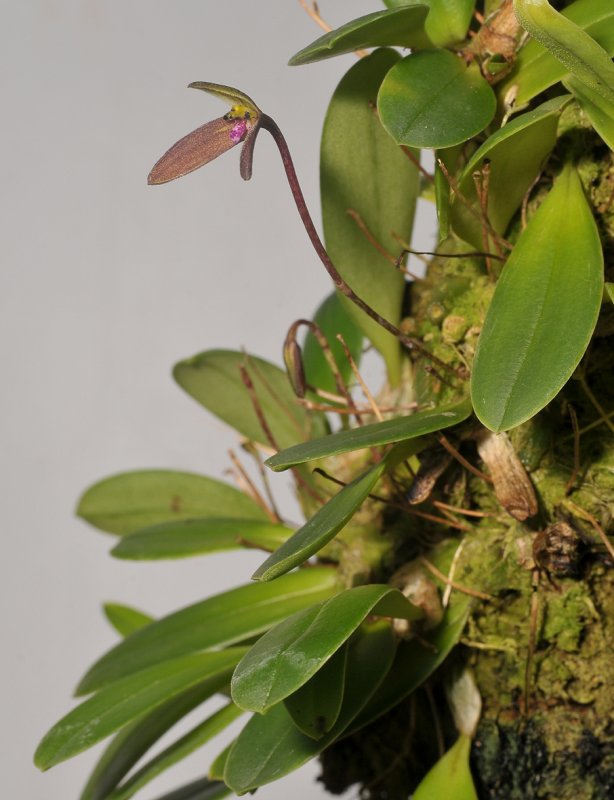 Bulbophyllum sp.