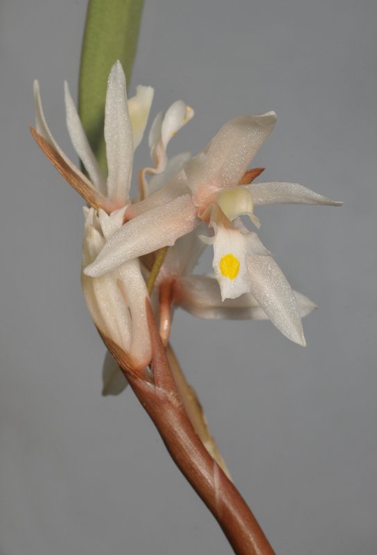 Chelonistele devogelii. Closer.