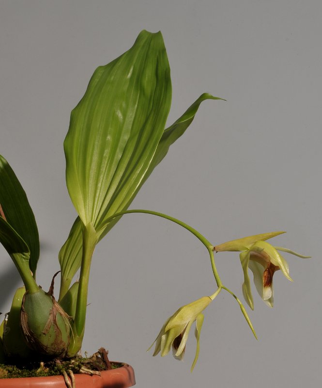 Coelogyne lycastoides