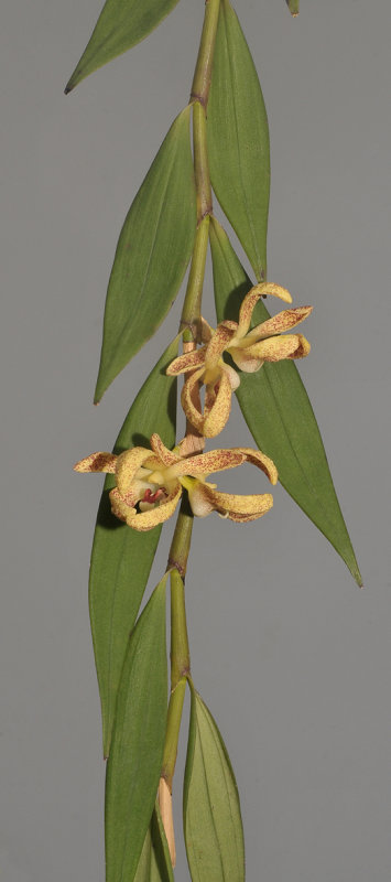 Dendrobium sp.