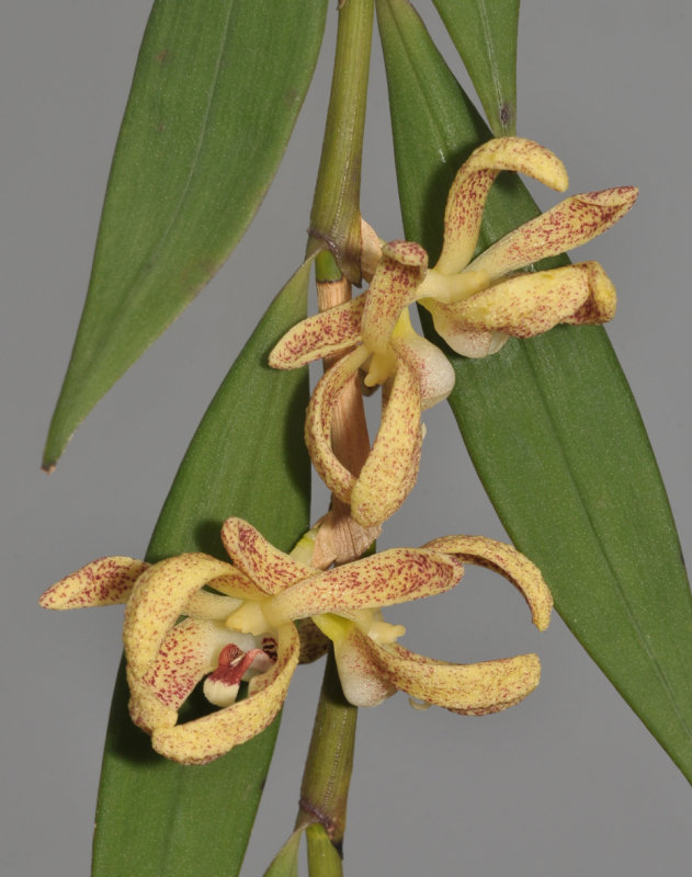 Dendrobium sp. Closer.