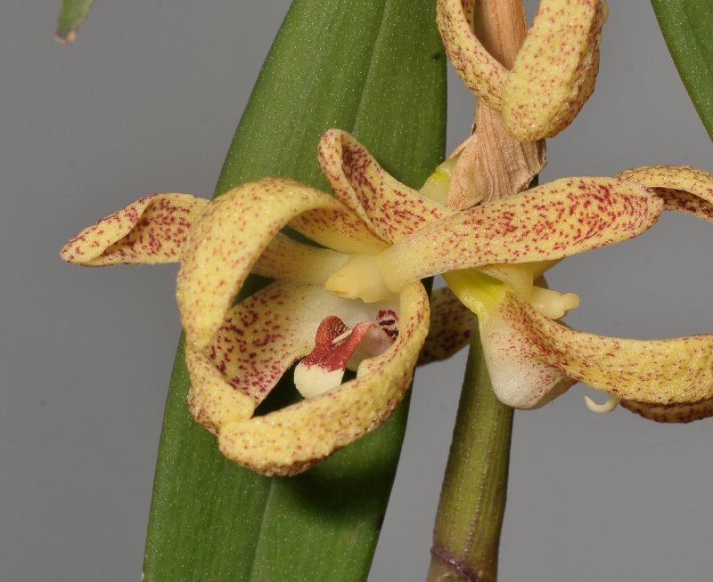 Dendrobium sp. Close-up.