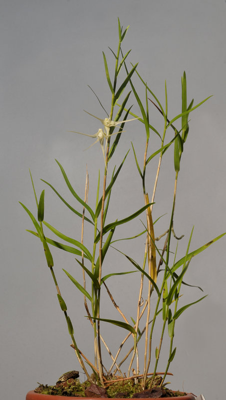 Dendrobium sp. sect. Grastidium.