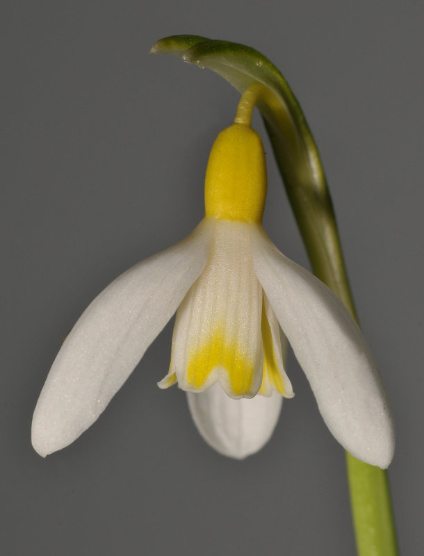 Galanthus nivalis  Grakes Yellow. Close-up.