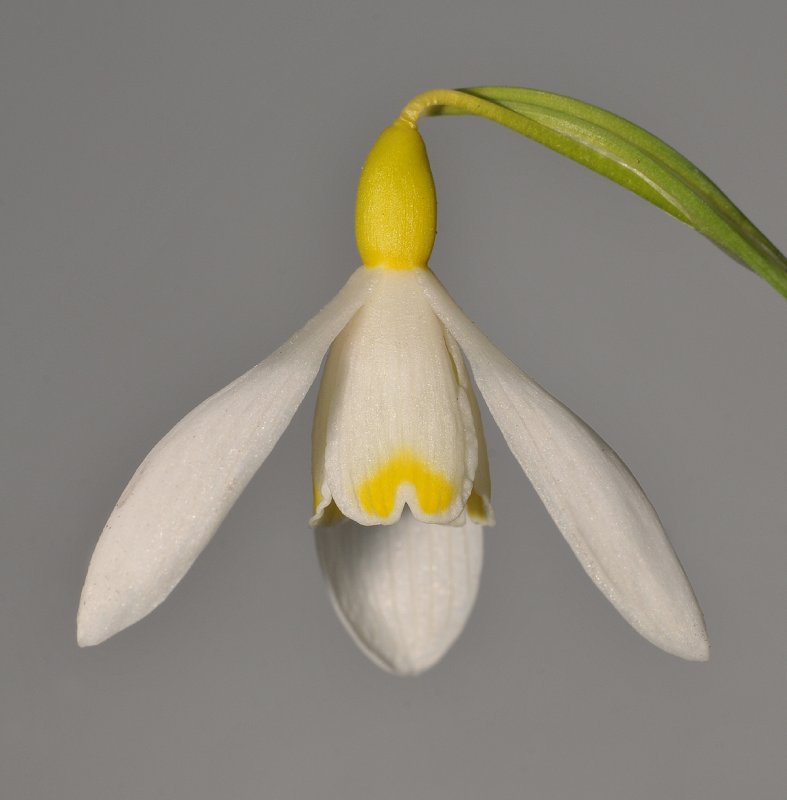 Galanthus nivalis  Ray Cobb. Close-up.