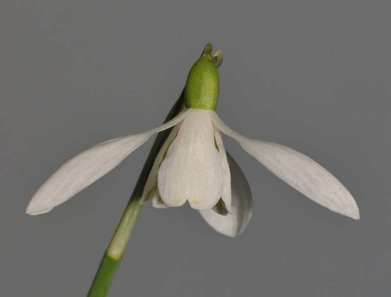 Galanthus nivalis  Sibbertoft White. Close-up.