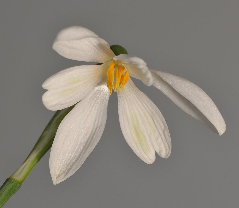 Galanthus nivalis poculiformis Gloria. Close-up.