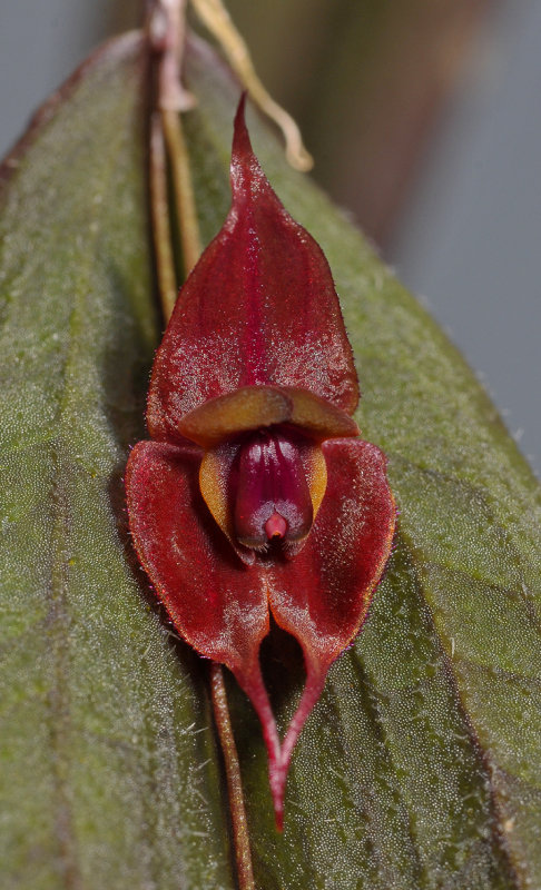 Lepanthes gargoyla. Close-up.