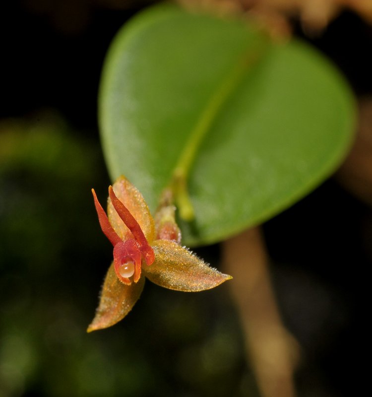 Lepanthes sp. Close-up.