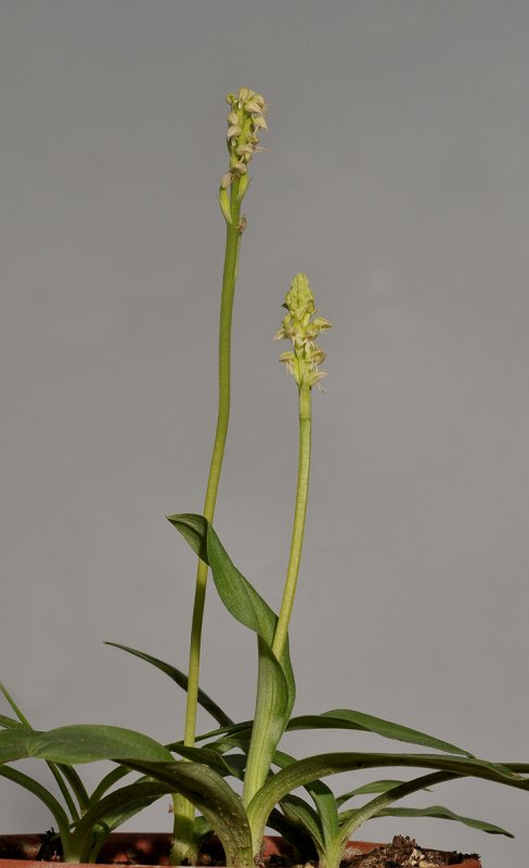 Neotinea maculata