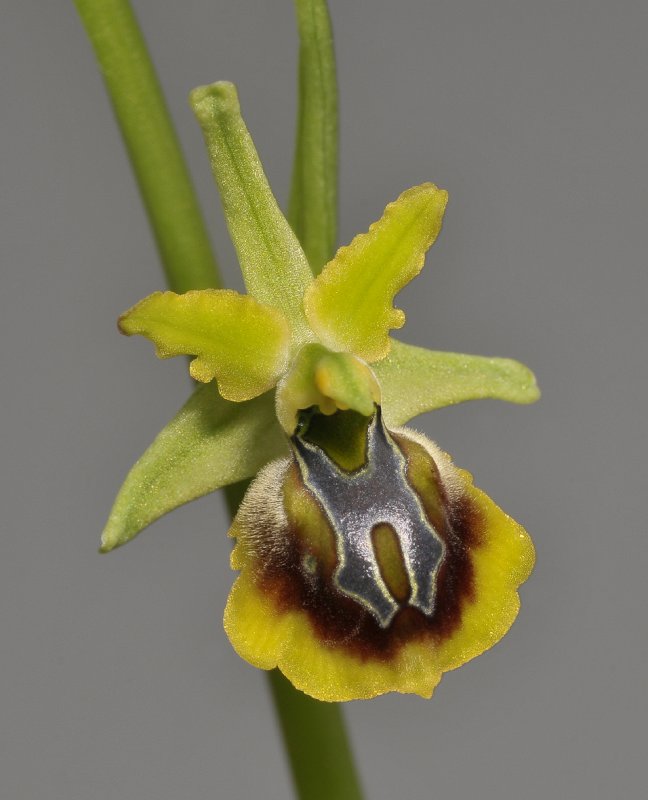 Ophrys sphegodes (O. zeusii). Close-up.