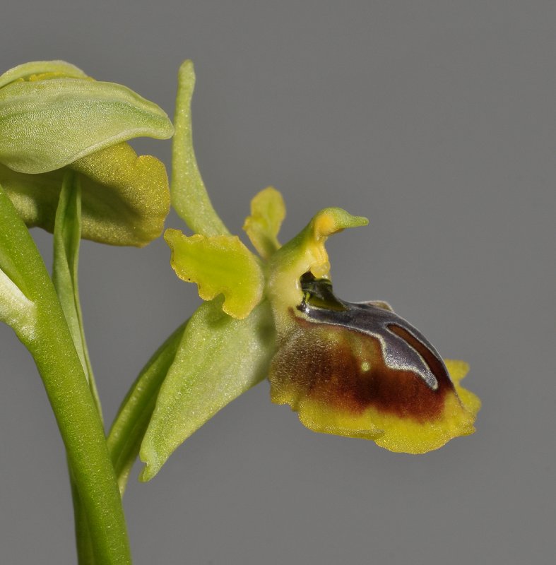 Ophrys sphegodes (O. zeusii). Close-up side.