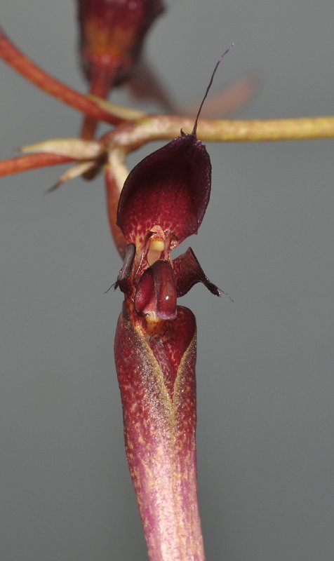 Bulbophyllum delitescens. Close-up.