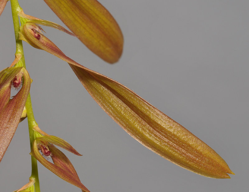 Bulbophyllum kanburiense. Closer single flower.