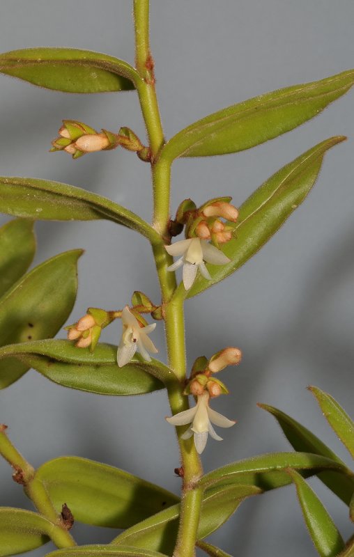 Trichotosia velutina