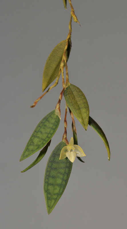 Bulbophyllum lygeron.