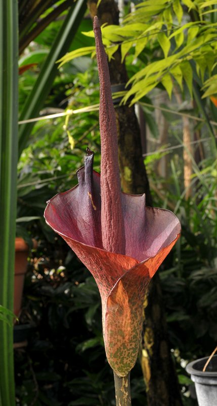 Amorphophallus konjac
