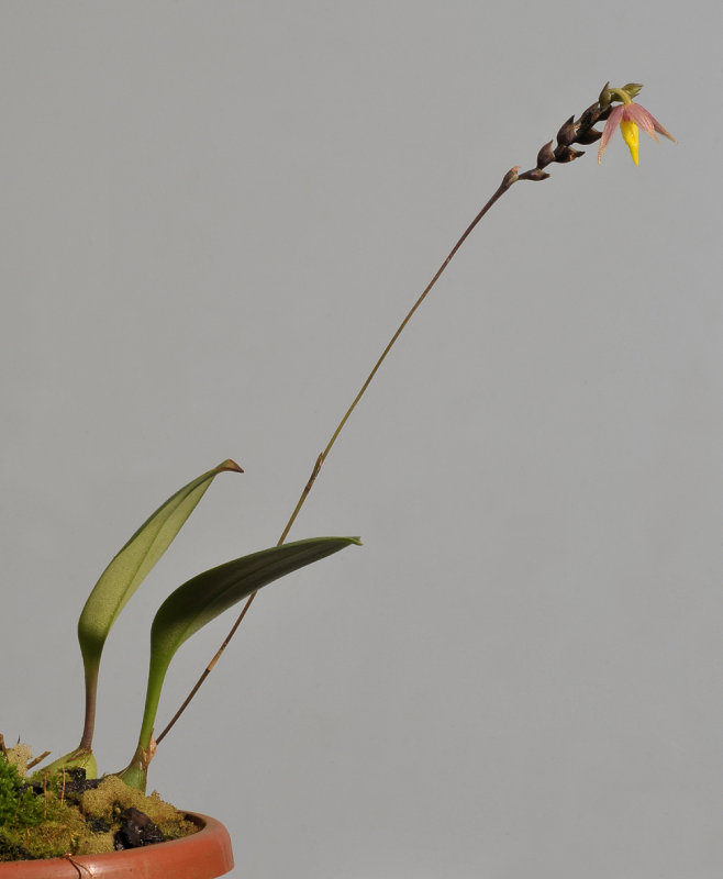 Bulbophyllum andreeae