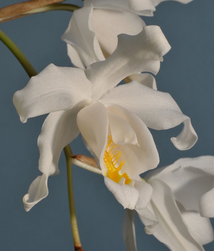 Coelogyne cristata. Close-up.