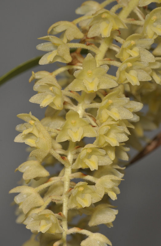 Eria sp. Closer.