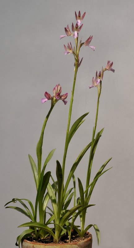 Anacamptis papilionacea