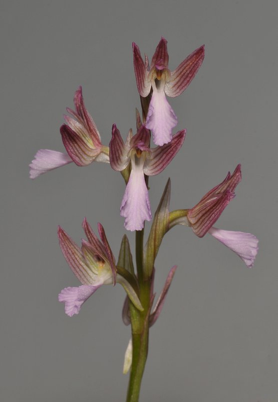 Anacamptis papilionacea. Closer.