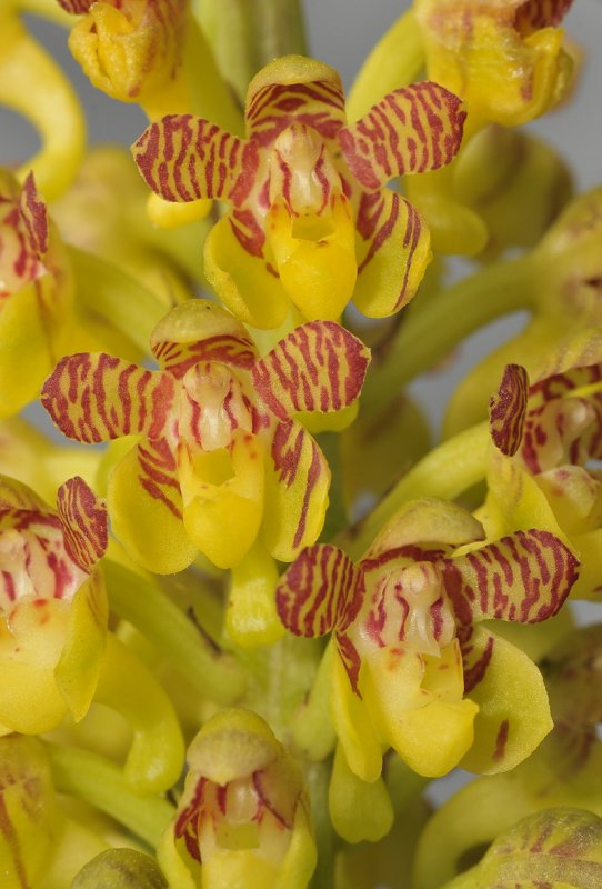 Robiquetia minahassae. Close-up
