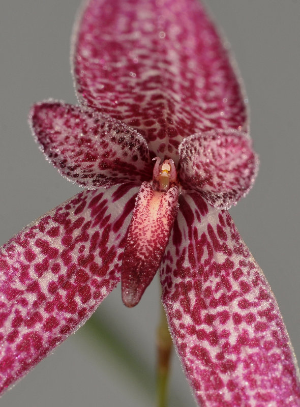 Bulbophyllum woelfliae. Close-up.