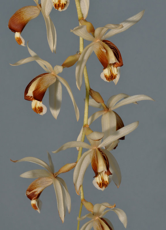 Coelogyne swaniana.