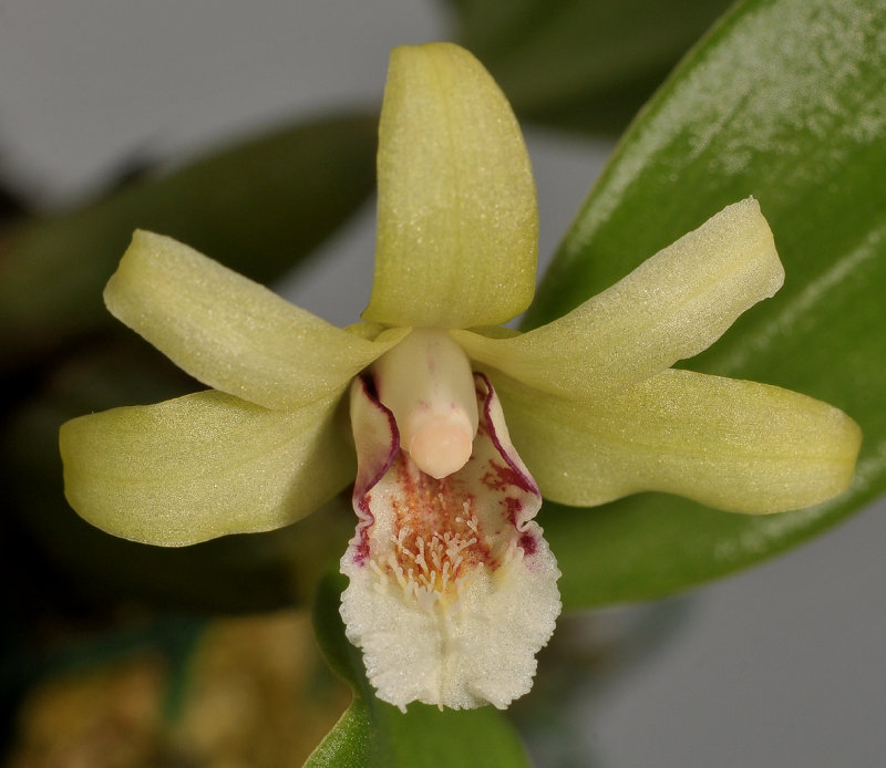 Eria sp. Close-up.