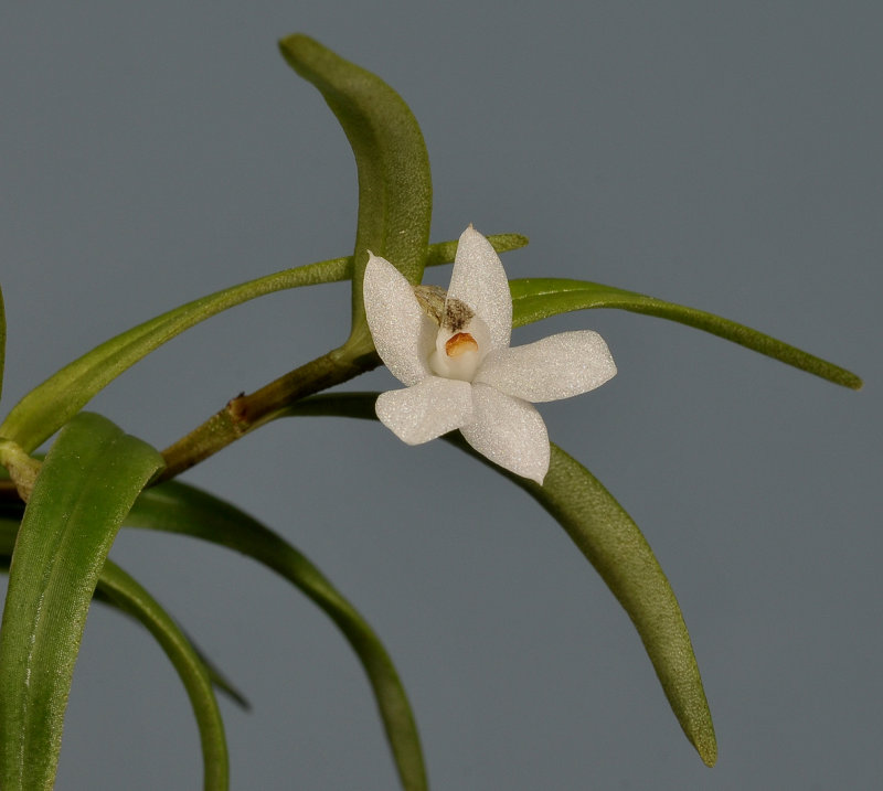 Glomera sp. Closer.